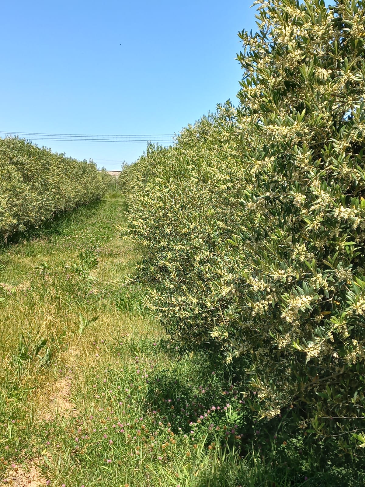 olivos 5