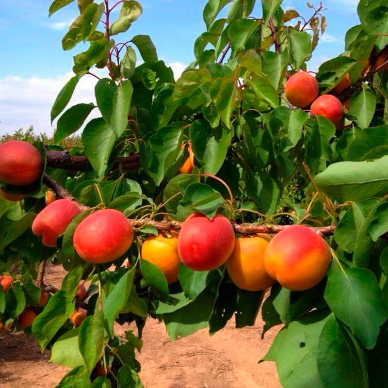 bulica producto