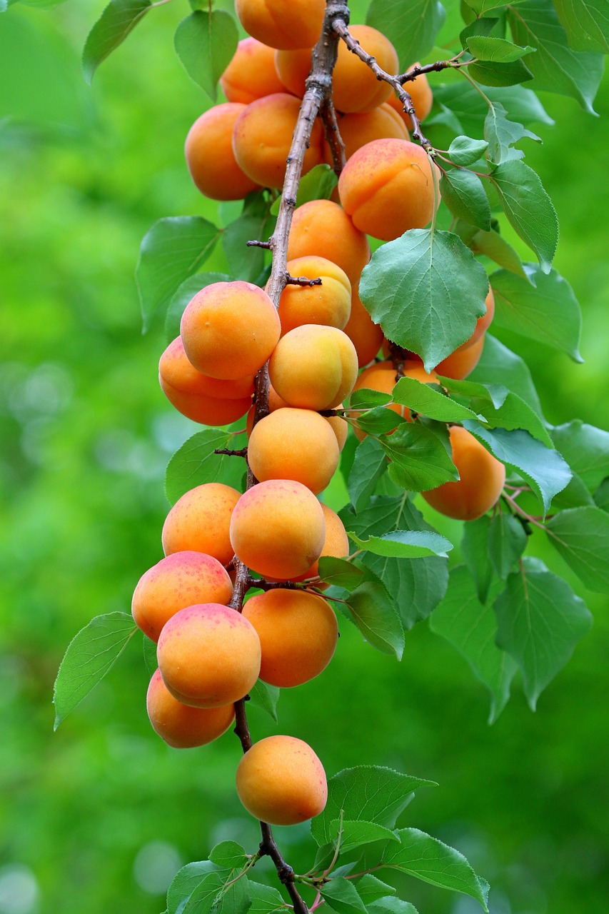 apricots, fruits, food, harvest, fresh, ripe, organic, produce, sweet, vitamins, apricot tree, apricots, apricot tree, apricot tree, apricot tree, apricot tree, apricot tree