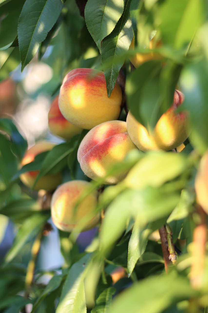 peaches, fruits, plant, food, vitamins, fresh, healthy, leaves, nature, peaches, peaches, food, food, food, food, food