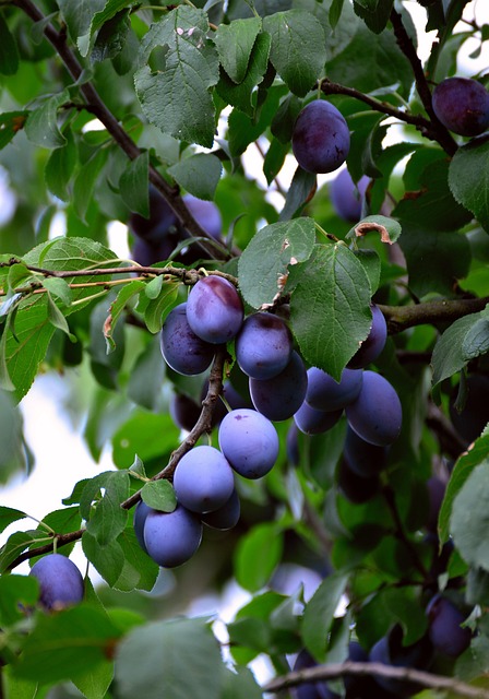 plums, fruit, ripe, violet, branch, blue, healthy, plum tree, stone fruit, fruit tree, plum tree, plum tree, plum tree, plum tree, plum tree