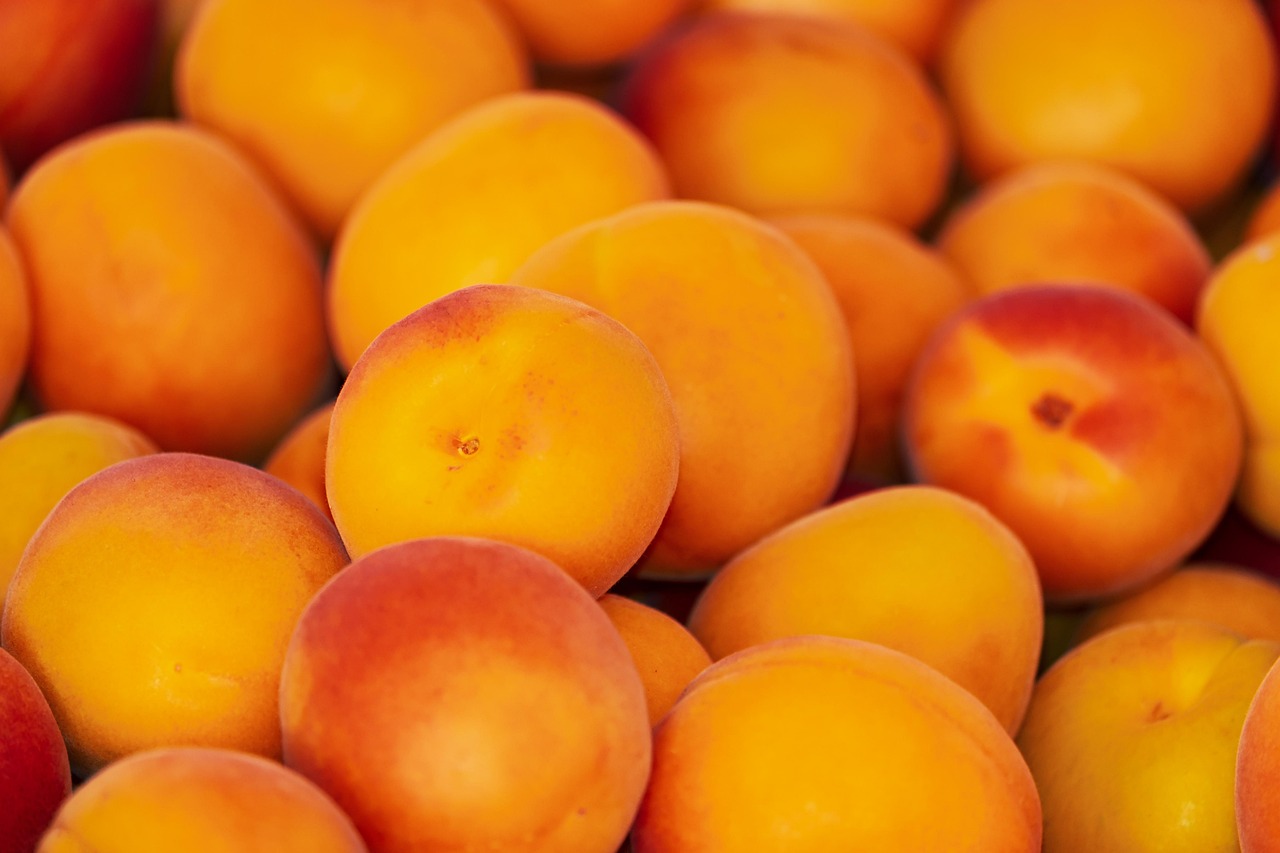 apricots, fruits, food, harvest, fresh, ripe, organic, produce, sweet, vitamins, apricot tree, prunus armeniaca, apricots, apricots, apricots, apricots, apricots